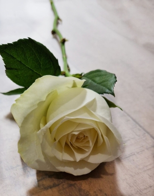 Single white rose