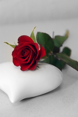 A simple single red rose