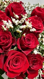 18 Red roses