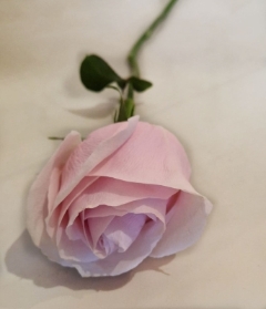 Single Pink Rose