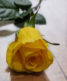 Single Yellow Rose